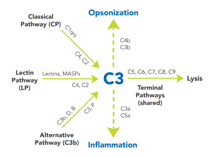 Figure 22:1 Complement System and Its Pathway